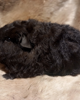 Cuccioli Cavie di razza texel, merino, peruviane