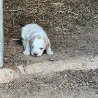 Lagotto romagnolo con pedigree