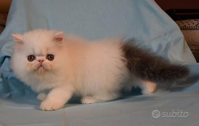 Cuccioli gatti persiani
