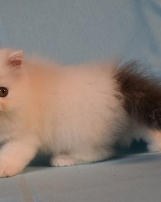 Cuccioli gatti persiani