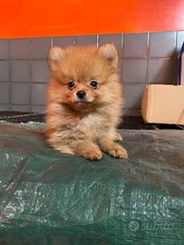 Spitz di Pomerania femmina