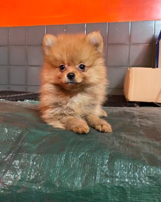 Spitz di Pomerania femmina