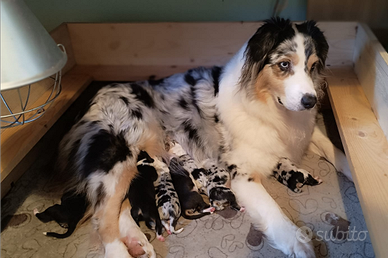 Cuccioli pastore australiano