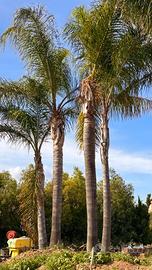 COCOS PLUMOSA E COCOS REGINA