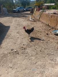 Gallo collo nudo