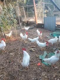 Galli razza Livornesi e galli e galline razza Biel