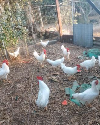 Galli razza Livornesi e galli e galline razza Biel