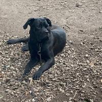 Cane corso adulto