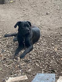 Cane corso adulto