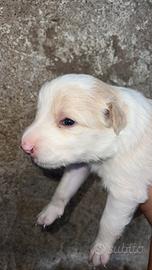 Cuccioli Border collie