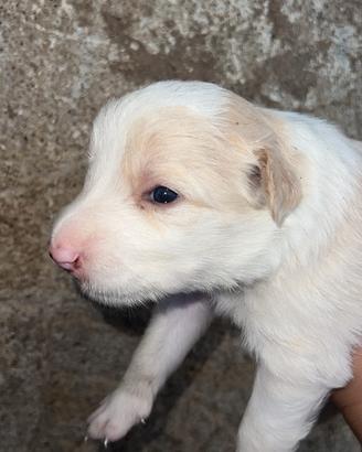 Cuccioli Border collie