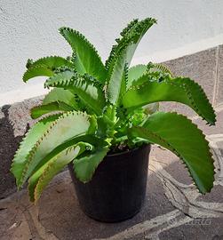 Pianta succulenta Madre di mille