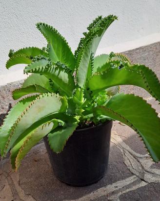Pianta succulenta Madre di mille