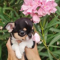 Chihuahua c/Pedigree Enci