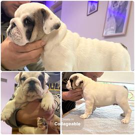 Cuccioli di bulldog inglese
