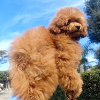 Barboncino TOY 28cm /Pedigree Enci/5 mesi/