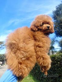 Barboncino TOY 28cm /Pedigree Enci/5 mesi/