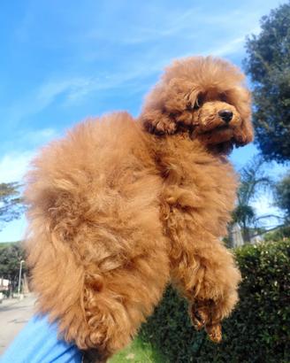 Barbone TOY 28cm /Pedigree Enci/5 mesi/