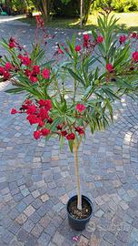 piante ornamentali e da frutto 