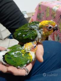 Ultimo conuro da imbecco