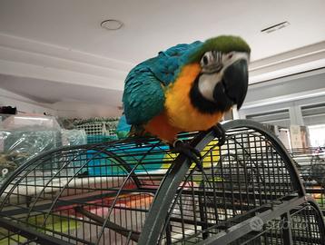 Ara arauna allevata a mano