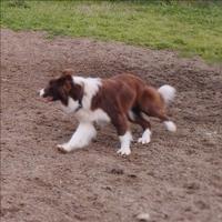 Border Collie per monte