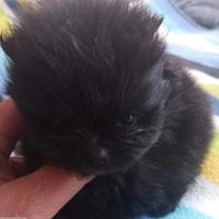 Volpino di Pomerania miny toy femmina