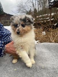 Ultimo maschio Shetland sheepdog blue merle
