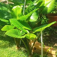 vende piante Alocasia detto (orecchio di elefante)