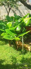 vende piante Alocasia detto (orecchio di elefante)