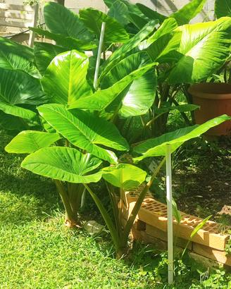vende piante Alocasia detto (orecchio di elefante)