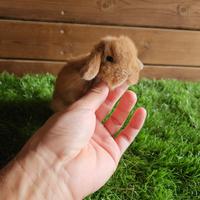 Conigli nani Minilop varie colori di razza