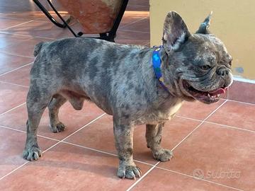 Vendita /Monta Bulldog francese