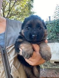 Cucciolo pastore tedesco