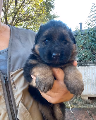 Cucciolo pastore tedesco