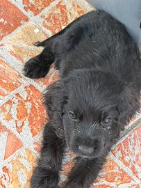 Cooker spaniel inglese