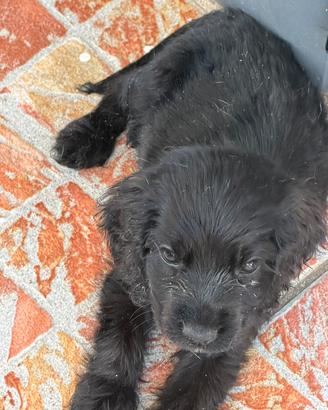 Cooker spaniel inglese