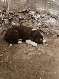 Cucciolo border collie red chocolat