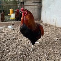 Gallo araucana