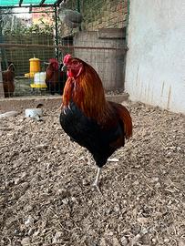 Gallo araucana