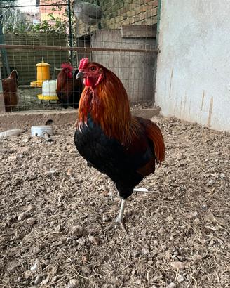 Gallo araucana