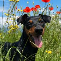 German pinscher cuccioli - pedigree ENCI