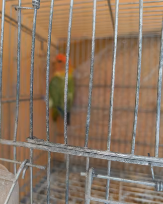 Inseparabile maschio