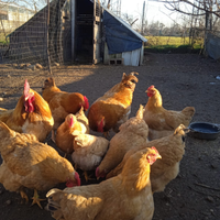 Galline ornamentali robusta lionata e pulcini