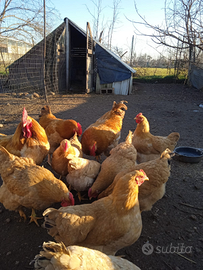 Galline ornamentali robusta lionata e pulcini