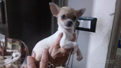 Chihuahua