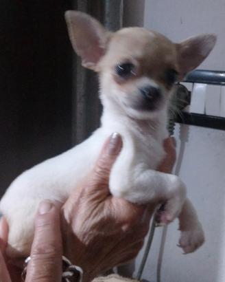 Chihuahua