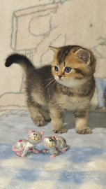 Gattini British shorthair