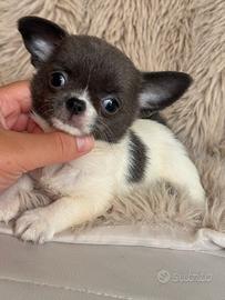 Chihuahua femmina taglia mini