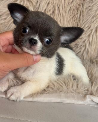 Chihuahua femmina taglia mini